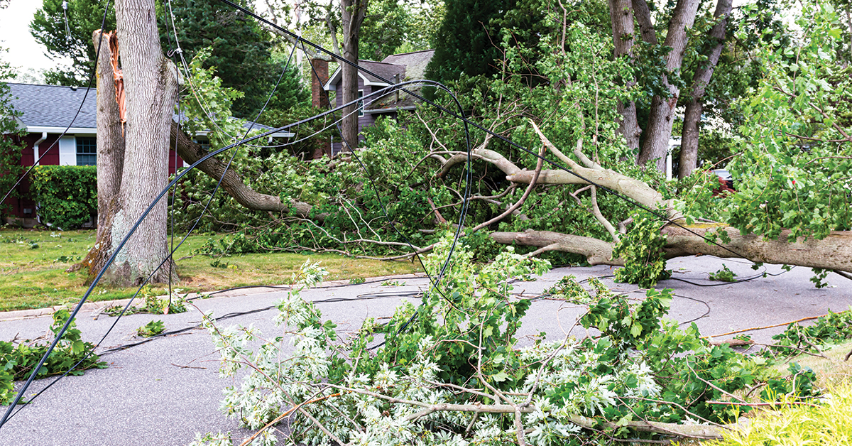 Winter Tree Damage