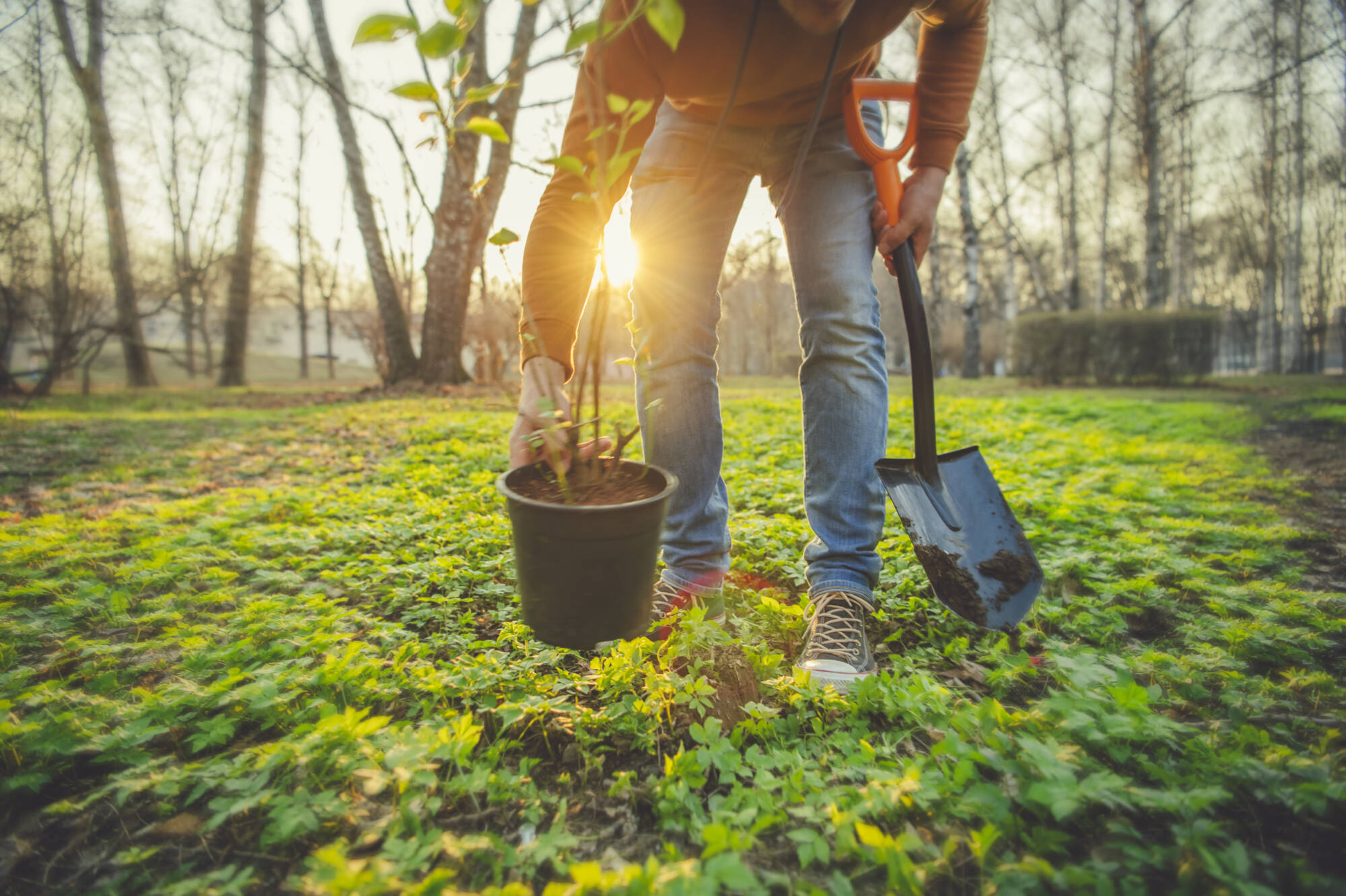 Newly Planted Tree