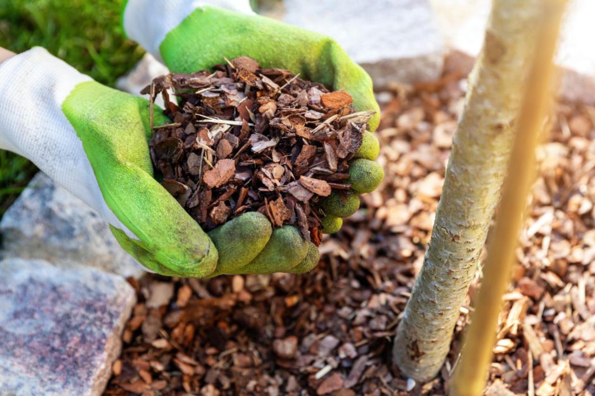 Tree Care Near Me